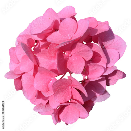 Inflorescence of pink hydrangea flowers close-up isolated on transparent background. Cutting contour