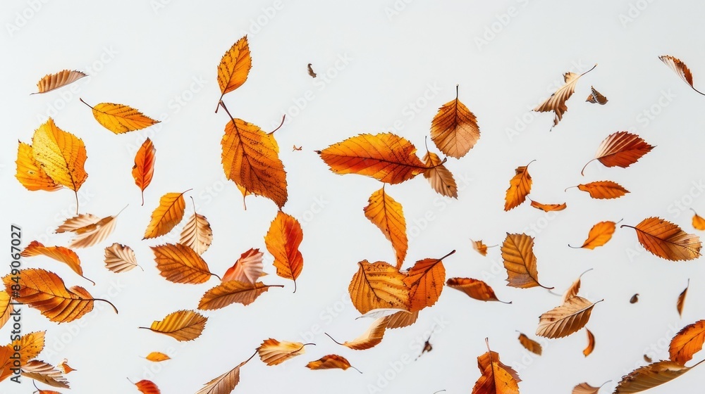 Autumn leaves in the air levitation on white background. Autumn leaves in the air levitation on white background.
