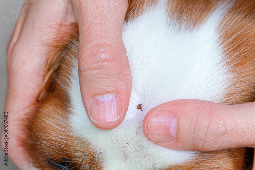 Close-up of an ixodid tick on a dog's face