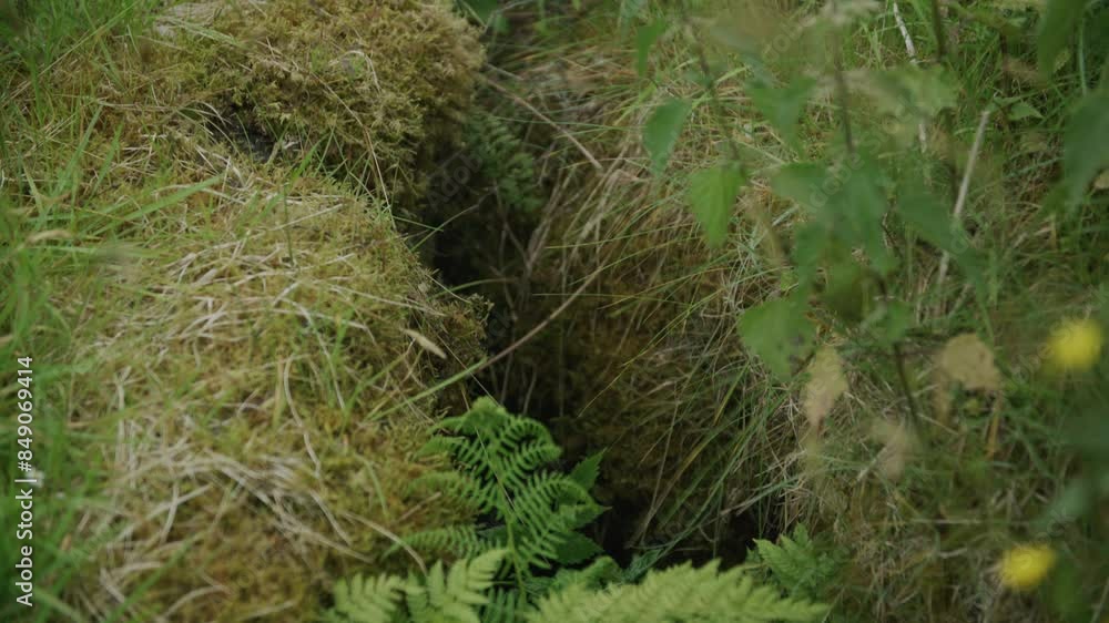 Pan up over trench with ferns at coastal battery. Helgelandskysten, Norway. Pan up over trench with ferns at coastal battery. Helgelandskysten, Norway.