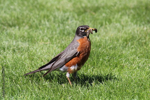 Robin Collecting Worms, U of A Botanic Gardens, Devon, Alberta