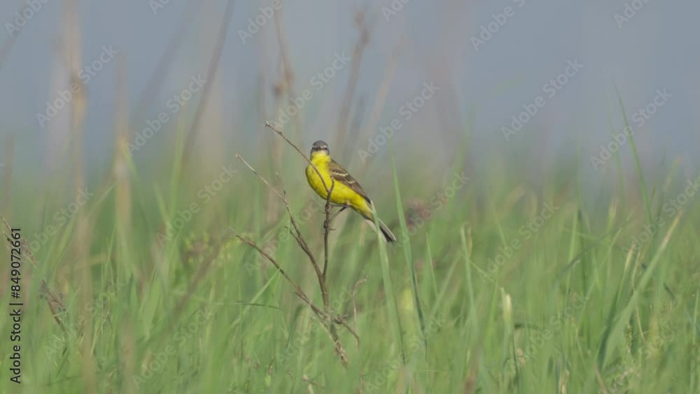 The Western yellow wagtail sits on a branch on a green background. Close-up. Wildlife.
The Western yellow wagtail sits on a branch on a green background. Close-up. Wildlife.