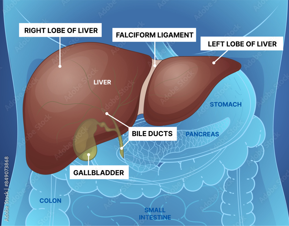 HUMAN LIVER LOCATION AND FUNCTION visual data 7