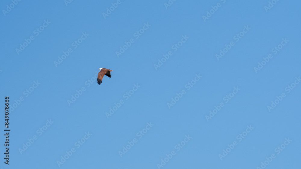 The brahminy kite also known as the red backed sea eagle or in latin haliastur indus is a medium sized bird of prey The brahminy kite also known as the red backed sea eagle or in latin haliastur indus is a medium sized bird of prey