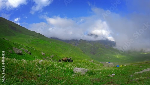Wallpaper Mural Horses grazing on a summer mountains meadows	 Torontodigital.ca