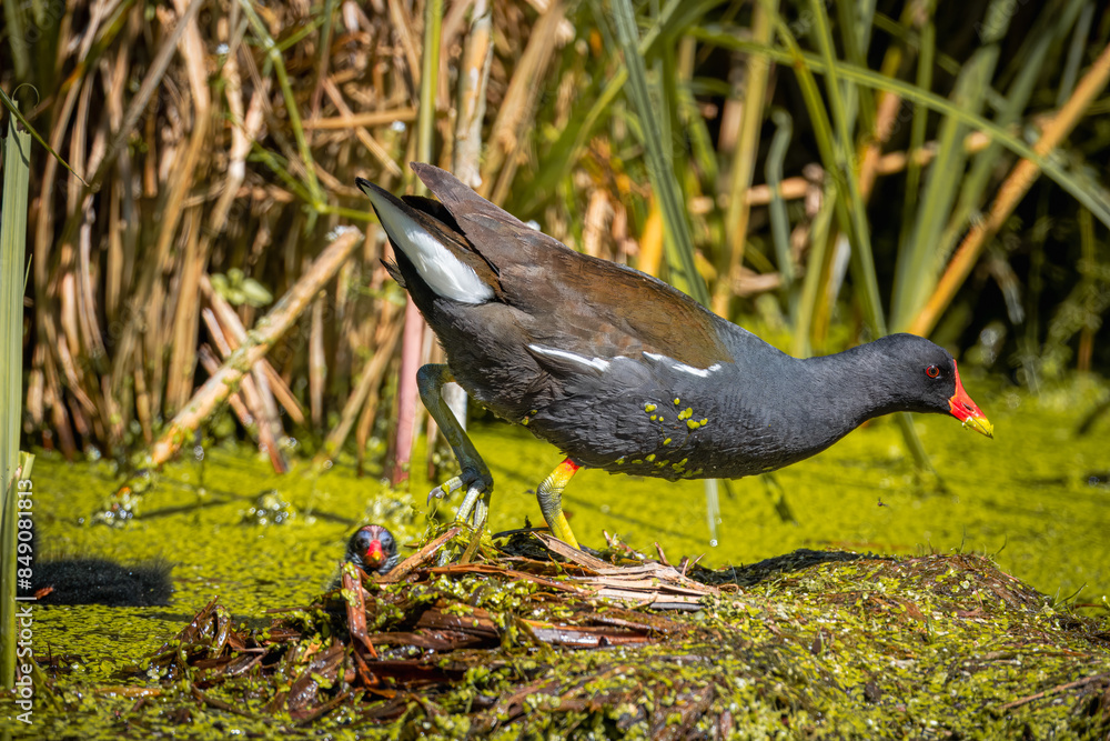 Φωτογραφία An adult common moorhen (Gallinula chloropus) walks in the swamp perpendicular to the camera lens near its chicks on a sunny summer day