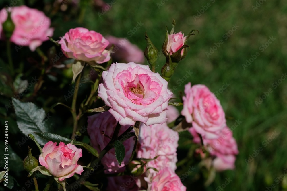 Magic carousel rose in full blooming Magic carousel rose in full blooming