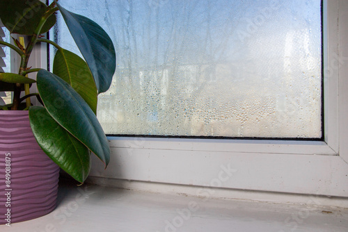 flower on the windowsill. drops on glass photo