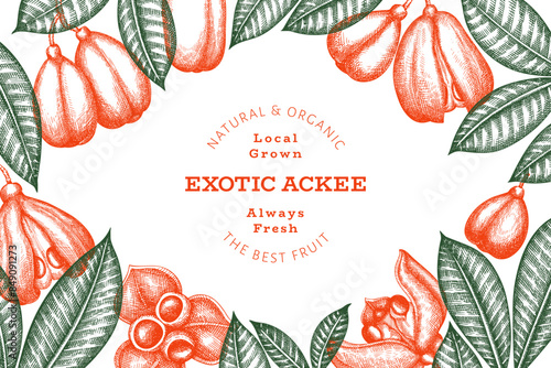 Hand drawn sketch style ackee banner. Organic fresh food vector illustration. Retro exotic fruit design template. Engraved style botanical background.