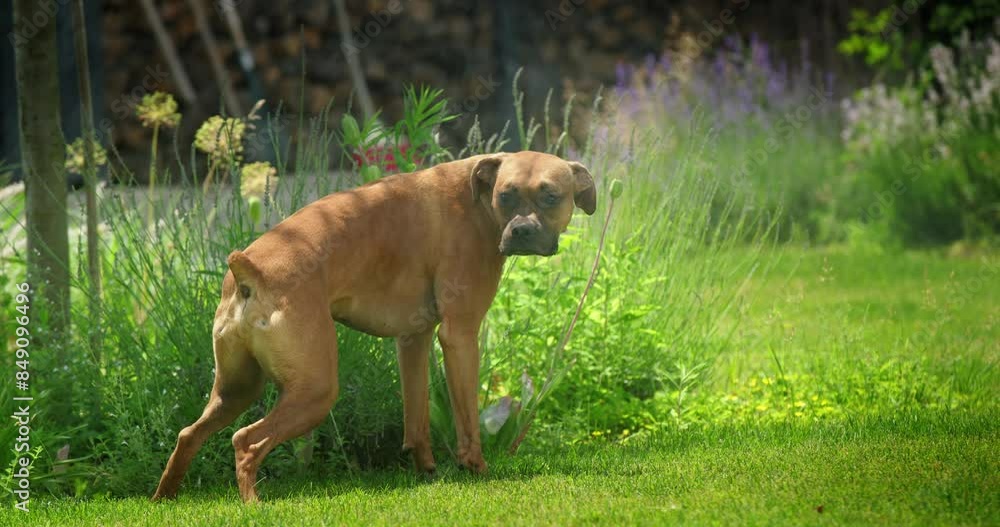 A funny German Boxer urinates on a lawn with an active sprinkler system, creating a humorous pet video. A funny German Boxer urinates on a lawn with an active sprinkler system, creating a humorous pet video.