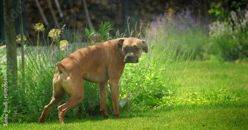 A funny German Boxer urinates on a lawn with an active sprinkler system, creating a humorous pet video.