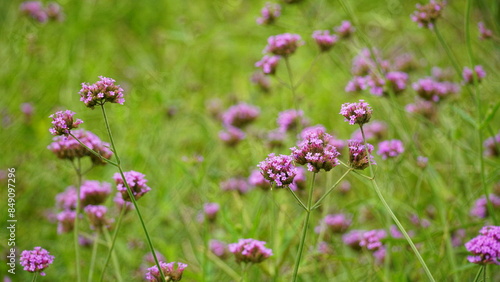 Close-up of purple Bonariensis flowers blooming in the garden