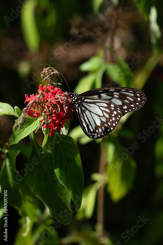 Danaus melanippus, white monarch in Siquijor Butterfly Sanctuary, Philippines.  Butterfly Farm - close-up photo