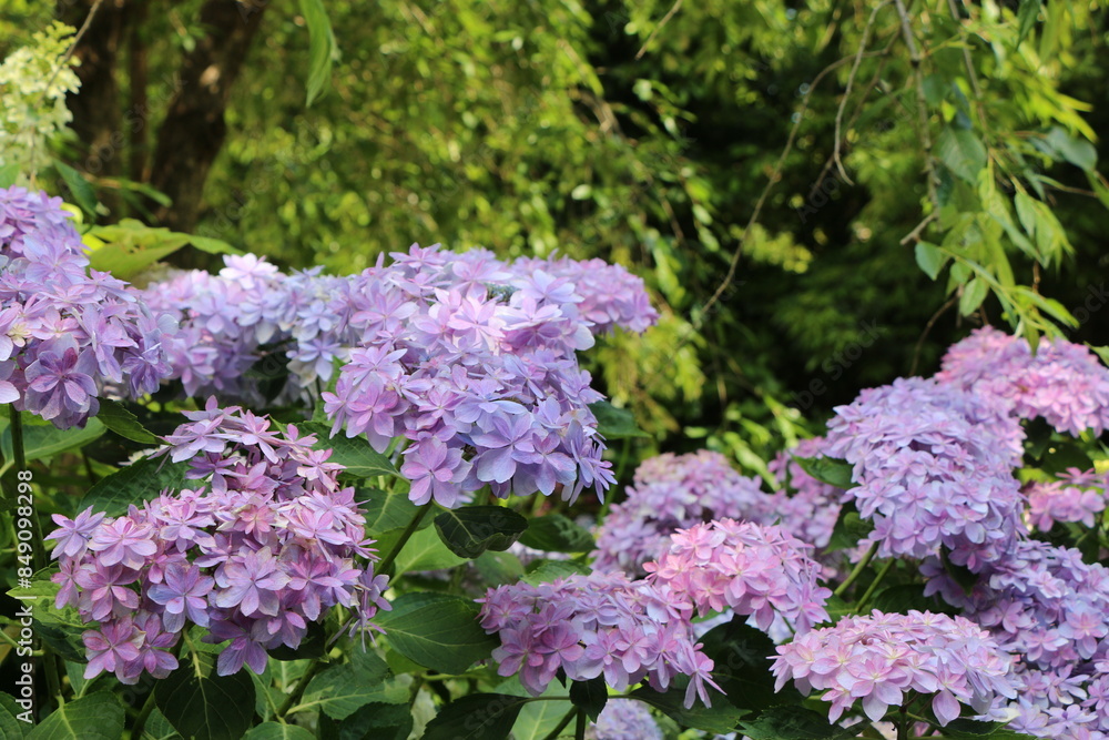 Obraz premium 紫陽花