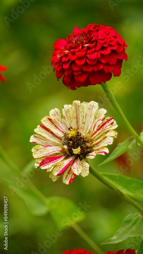 Close-up of blooming Zinnia elegans flower