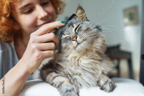 domestic cat grooming