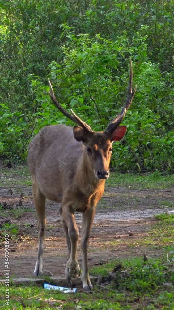 The young male deer walked along the edge of the forest. The young male deer walked along the edge of the forest.