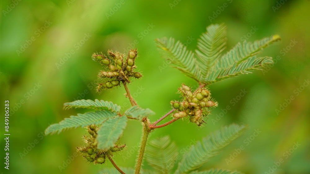 Close-up of Mimosa pudica tree Close-up of Mimosa pudica tree