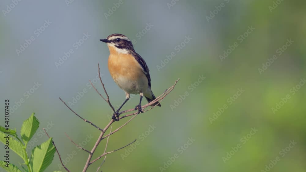 Whinchat. Songbird of the flycatcher family. Sits on a branch. Close-up. Wild nature. Whinchat. Songbird of the flycatcher family. Sits on a branch. Close-up. Wild nature.