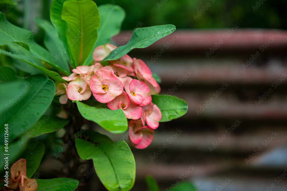Obraz premium Euphorbia Flower - Euphorbia Milii. Euphorbia is a type of plant that is sensitive to light at night