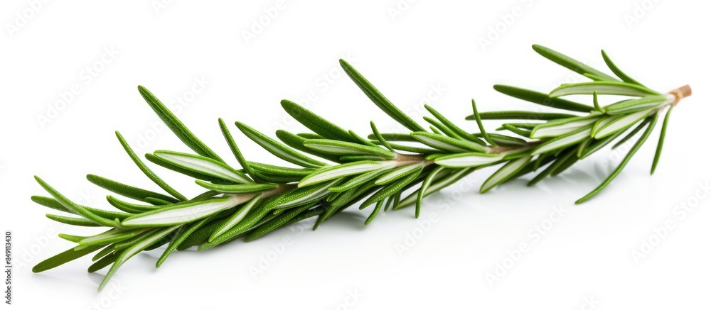 Fototapeta premium fresh rosemary branch isolated on white background. Creative banner. Copyspace image