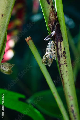 Danaus melanippus life cycle, pupa, chrysalis butterfly, white monarch in Siquijor Butterfly Sanctuary, Philippines.  Butterfly Farm photo