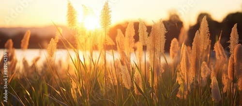 Setaria viridis golden dusk. Creative banner. Copyspace image photo