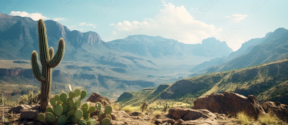 Fototapeta premium Cactus on the rock. Creative banner. Copyspace image