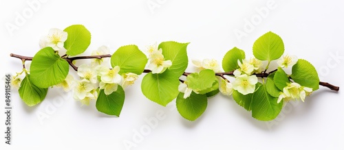 Linden flower branch beautiful isolated on white background Flat lay top view. Creative banner. Copyspace image