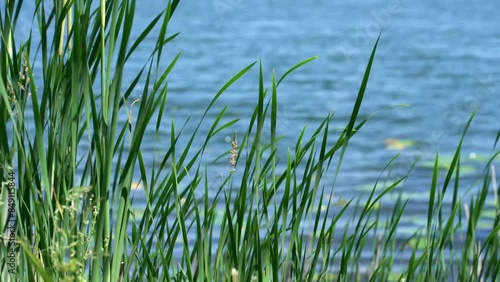 Tall grass blowing in the wind on the edge of a lake on a warm summer day
