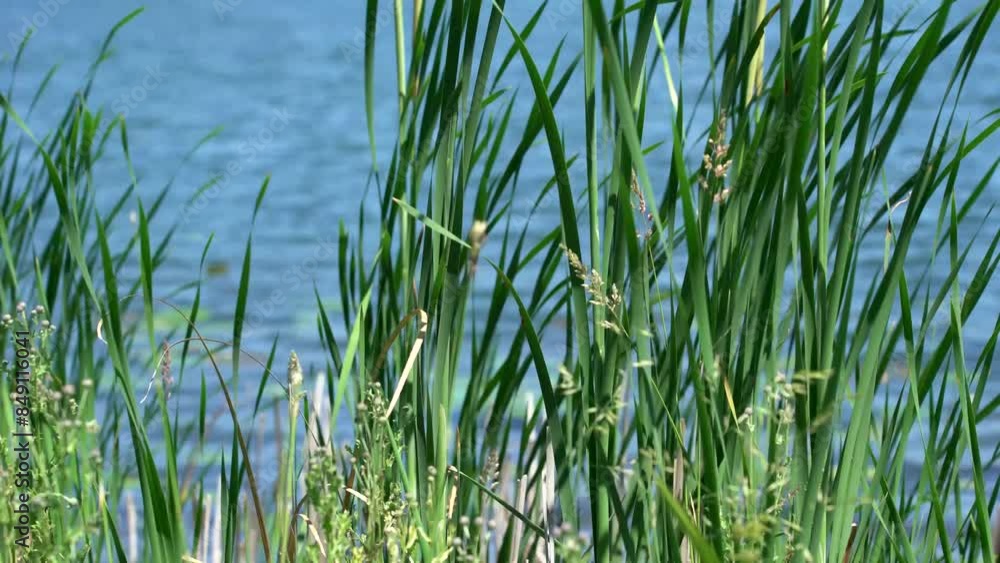 Tall grass blowing in the wind on the edge of a lake on a warm summer day Tall grass blowing in the wind on the edge of a lake on a warm summer day