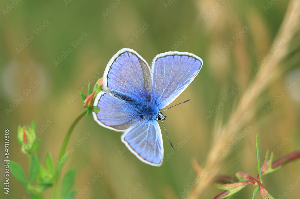 Butterfly on flower, colorful details on wings Butterfly on flower, colorful details on wings