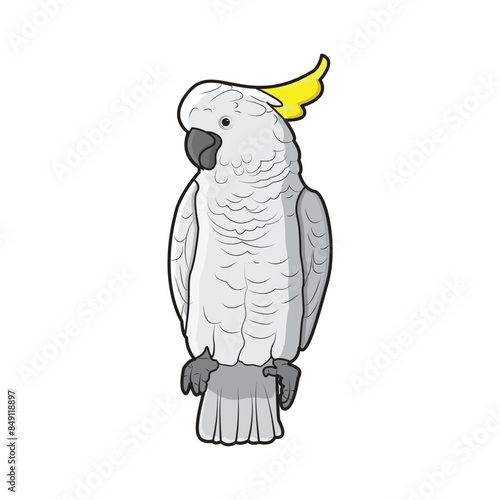 cockatoo parrot vector design illustration