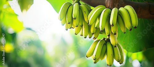 a bunch of fresh green bananas hanging on the tree in a farmers plantation. Creative banner. Copyspace image