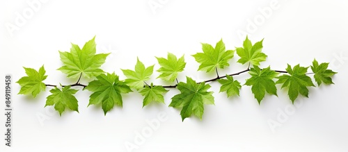 Branch of maple with green leaves isolated on white background. Creative banner. Copyspace image