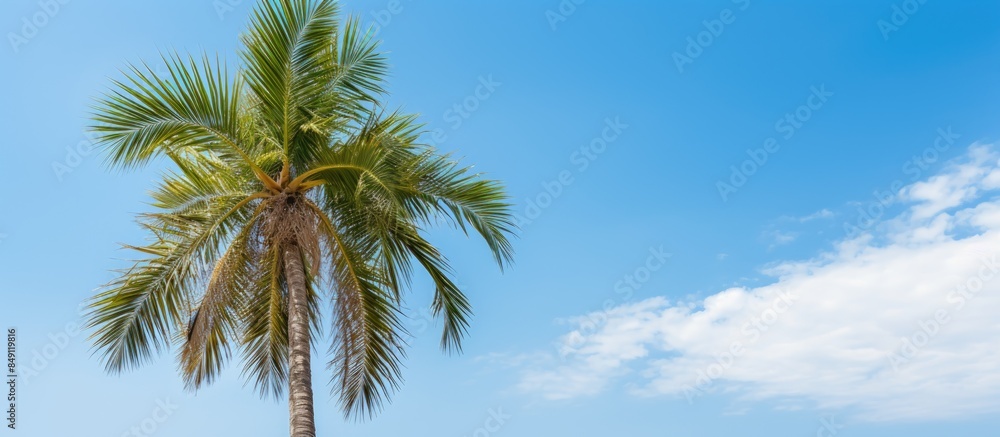 A beautiful palm tree in the garden. Creative banner. Copyspace image A beautiful palm tree in the garden. Creative banner. Copyspace image