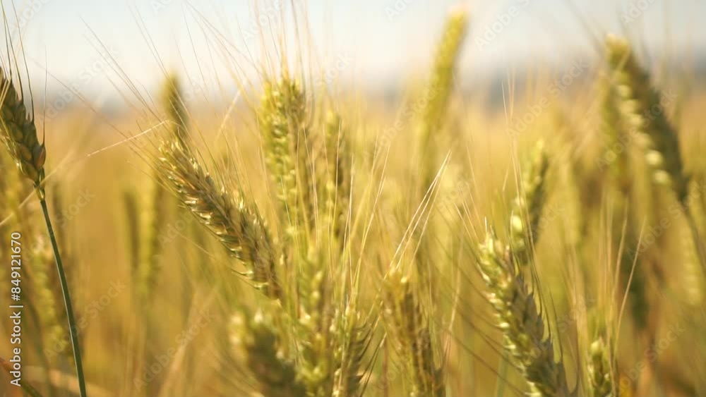 A field of golden wheat with a bright sun shining on it. The wheat is tall and green, and the sky is clear and blue. Concept of abundance and growth, as well as the beauty of natureэ. A field of golden wheat with a bright sun shining on it. The wheat is tall and green, and the sky is clear and blue. Concept of abundance and growth, as well as the beauty of natureэ.
