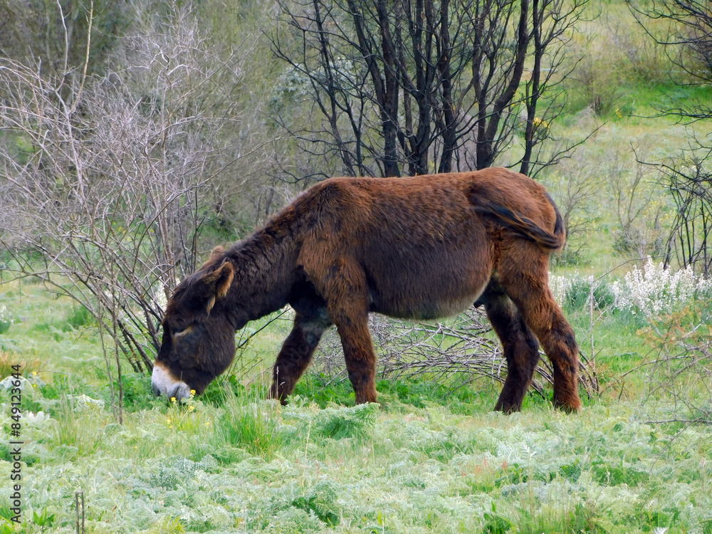 donkey in the meadow