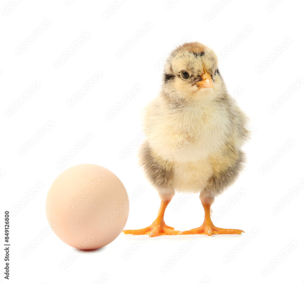 Cute chick and egg isolated on white. Baby animal Cute chick and egg isolated on white. Baby animal