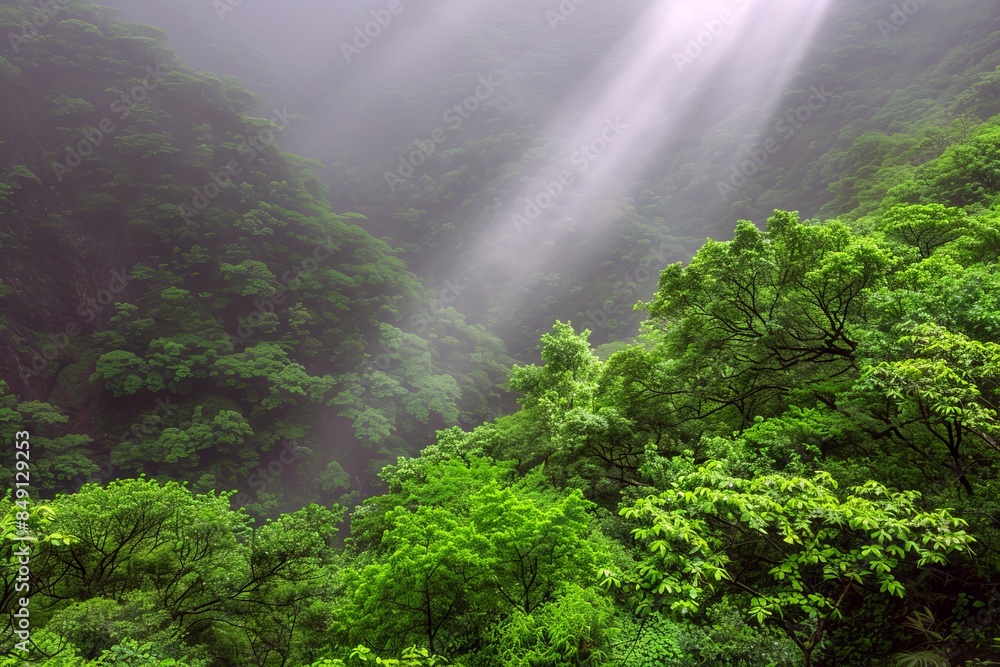 Sunbeams shining through misty forest canopy Sunbeams shining through misty forest canopy