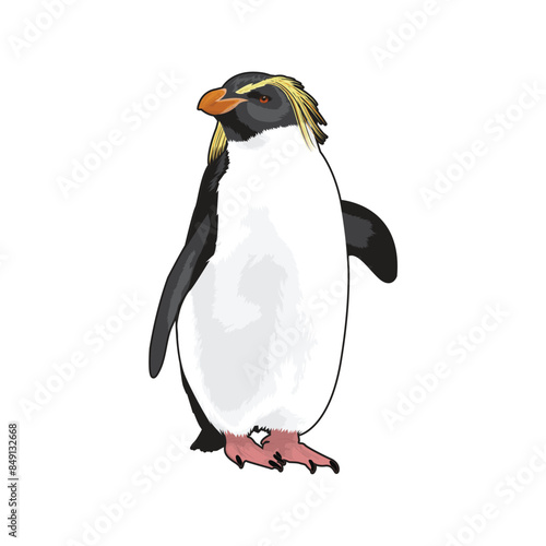 Penguin vector design illustration, macaroni penguin