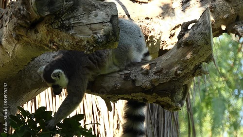 ring-tailed lemur (Lemur catta) is a large strepsirrhine primate and the most recognized lemur due to its long, black and white ringed tail. It belongs to Lemuridae. photo
