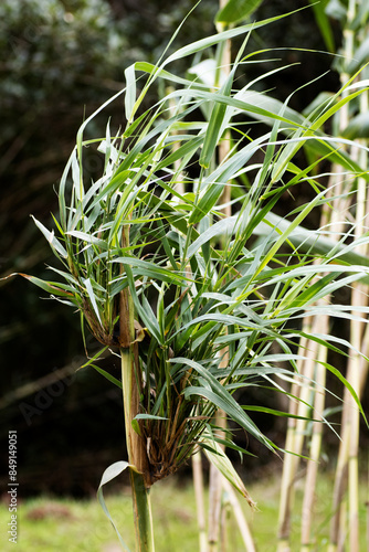 Giant cane or Elephant grass, or Spanish cane or wild cane (Arundo donax) sprouting from mature branches photo