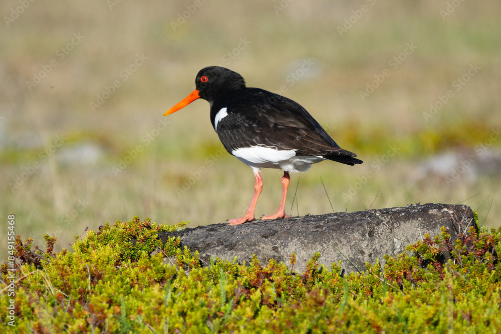 Eurasian oystercatcher (common pied oystercatcher, palaearctic oystercatcher) - Haematopus ostralegus on ground at green background. Photo from Ekkeroy at Varanger Penisula in Norway. Eurasian oystercatcher (common pied oystercatcher, palaearctic oystercatcher) - Haematopus ostralegus on ground at green background. Photo from Ekkeroy at Varanger Penisula in Norway.