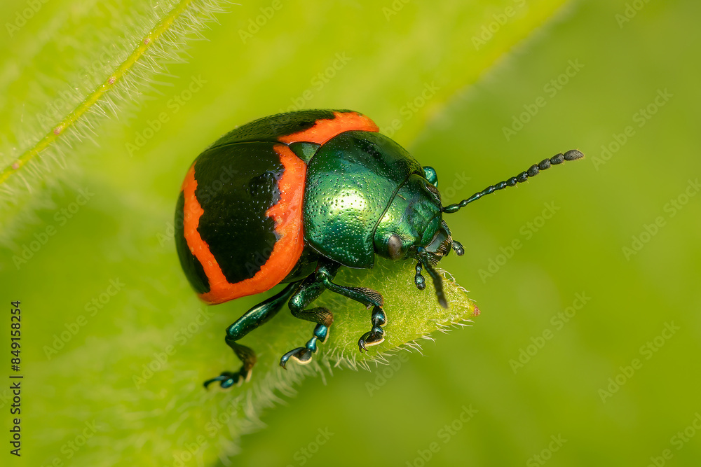 Naklejka premium Small Swamp Milkweed Leaf Beetle resting on a leaf with bluured background