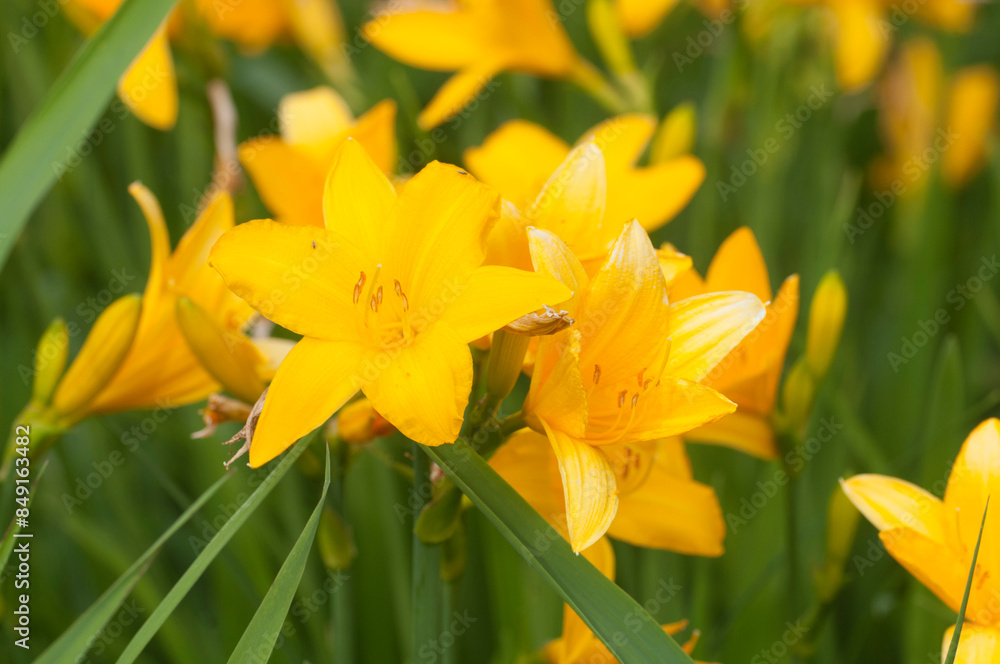 Blooming yellow daylilies in the garden