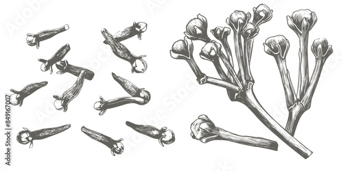 Cloves hand drawn illustration. Vector pencil sketch drawing illustration of bundle of cloves spice plant. Herbal conception illustration