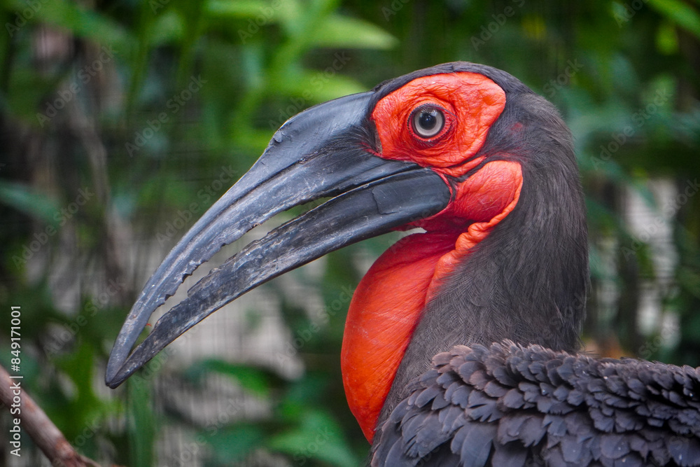 Fototapeta premium Close Up Ranggong Bird from Indonesia