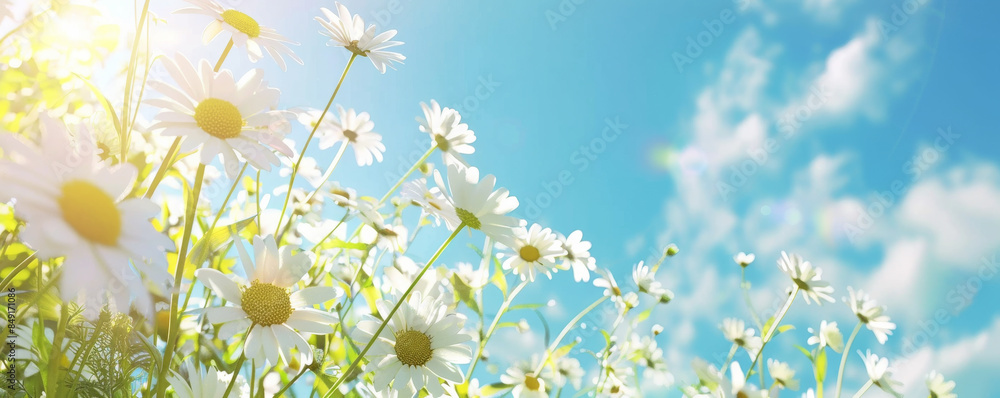 Idyllic spring background with a meadow of daisies, soft morning light, and a bright blue sky.