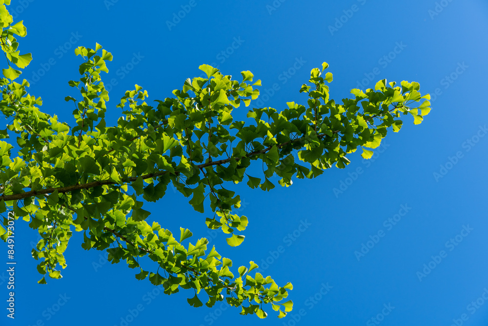 Branch with bright green new leaves grows on ginkgo tree (Ginkgo biloba). Dinosaur deoeva leaves glow against blue spring sky. Selective close-up. Fresh wallpaper nature concept Branch with bright green new leaves grows on ginkgo tree (Ginkgo biloba). Dinosaur deoeva leaves glow against blue spring sky. Selective close-up. Fresh wallpaper nature concept